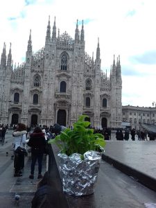 L'erisimo in piazza del Duomo a Milano