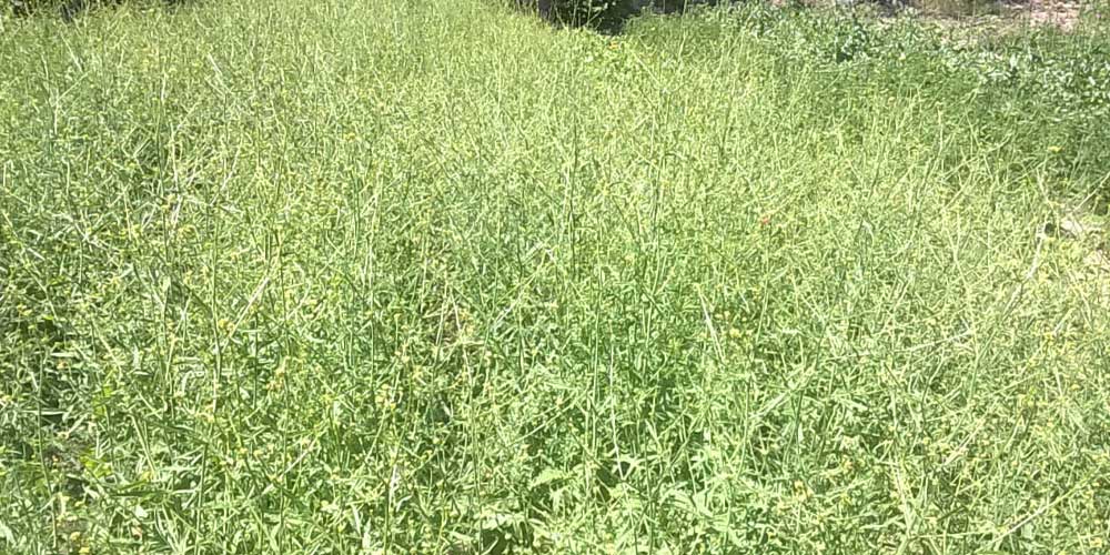 erisimo coltivato a Saviore presso l'azienda agricola Dimensione Natura